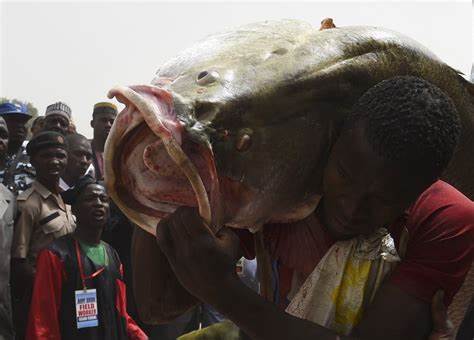 Fishing Festival in Argungu