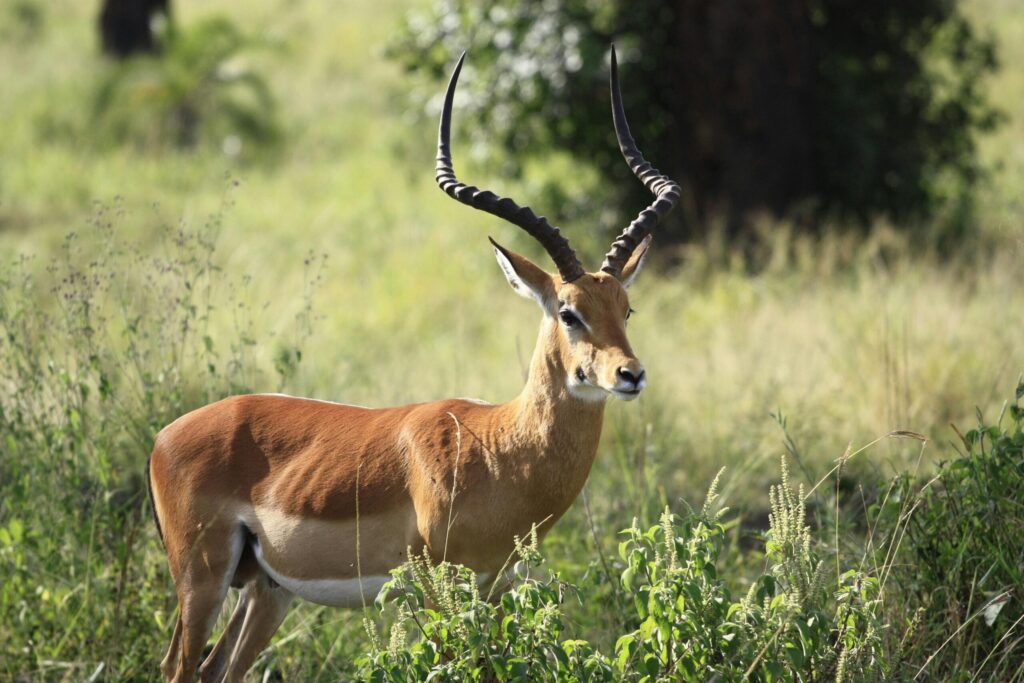 Some Unique Feature of Bauchi’s Yankari Game Reserve in Nigeria